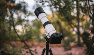 Wildlife Photography with Canon RF 200-800mm